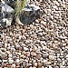 Coastal Pebbles Large Bag