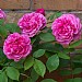 Gertrude Jekyll English Climbing Rose 6L