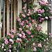 Gertrude Jekyll English Climbing Rose 6L