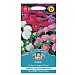 Mr Fothergills Aster Colour Carpet Mixed Seeds