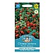 Mr Fothergills Chinese Lanterns Physalis Alkekengi Seeds