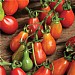 Tomato Red Pear Seeds