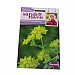 Sarah Raven Cutflower Collection Bupleurum Rotundifolium
