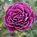 Ebb Tide Floribunda Rose 3L