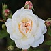 Queen's Jubilee Shrub Rose 4L