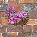 Smart Garden Smart Wall Basket - 16''