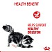 Royal Canin Feline Care Nutrition Digest Care Wet Food (85g)