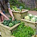 Zest 4 Tier Raised Bed