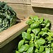 Zest 4 Tier Raised Bed