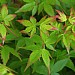 Acer palmatum 'Little Princess'