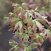 Acer palmatum 'Little Princess'