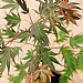 Acer palmatum 'Momiji Gawa'