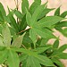 Acer palmatum 'Osakazuki'
