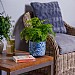 Adiantum fragrans (Maidenhair Fern)