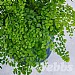 Adiantum fragrans (Maidenhair Fern)