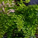 Adiantum fragrans (Maidenhair Fern)