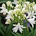 Agapanthus 'Double Diamond'