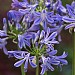 Agapanthus 'Charlotte'