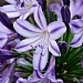 Agapanthus 'Poppin Star'