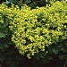 Alchemilla mollis 'Irish Silk'