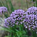 Allium angulosum 'Summer Beauty'