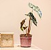Alocasia Poly