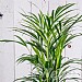 Areca Palm (Dypsis Lutescens) - Various Sizes