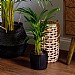 Areca Palm (Dypsis Lutescens) - Various Sizes