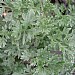 Artemisia 'Powis Castle'