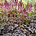 Astilbe 'Dark Side of the Moon'