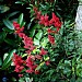 Astilbe x arendsii 'Fanal'