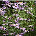 Aster x frikatii 'Monch'