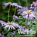 Aster x frikatii 'Monch'