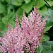 Astilbe 'Look At Me'