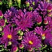 Aster 'Purple Diamond'