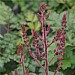 Astilbe 'Purple Rain'