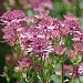 Astrantia major 'Roma'