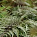 Athyrium niponicum 'Metallicum'
