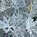 Cineraria maritima 'Silver Dust'