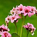 Bergenia Dragonfly 'Sakura'