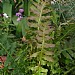 Blechnum brasiliense 'Volcano'