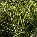 Carex 'Evergold'