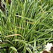 Carex  morrowii  'Ice Dance'