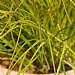 Carex 'Prairie Fire'