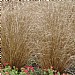 Carex buchananii 'Red Rooster'