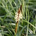 Carex 'Ribbon Falls'
