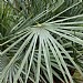 Chamaerops humilis Fan Palm Plant