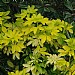 Choisya ternata 'Sundance'