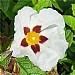 Cistus 'Snow Fire'