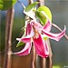 Clematis texensis Princess Diana (syn Princess of Wales)